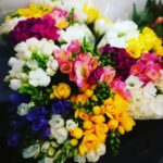 Fiori Florarte Proto